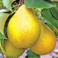 Саженец Груша Дюшес зимний